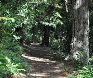 Tryon Marshall National forets, wikimedia commons