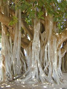 Ficus Benghalensis, un figuier étrangleur, photo de Forest & Kim Starr, Wikimedia Commons http://commons.wikimedia.org/wiki/File:Starr_010420-0095_Ficus_benghalensis.jpg)
