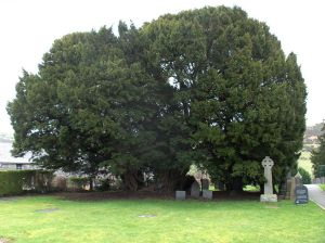 The Llangernyw yew tree, Llangernyw, Conwy, Wales, source: wikimedia commons,  Cet arbre est un tout jeune if qui n'a QUE 4000 ans!